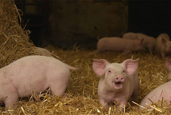 Karro Foods – The Pig Movement Process
